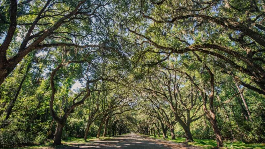 Sendero sombreado bajo un dosel de robles antiguos cubiertos de musgo español colgante en un bosque mágico de Florida.