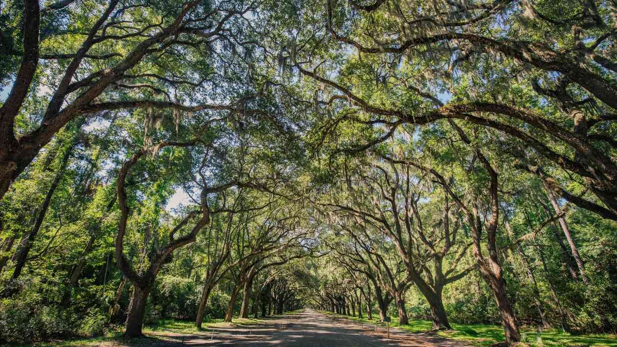 Sendero sombreado bajo un dosel de robles antiguos cubiertos de musgo español colgante en un bosque mágico de Florida.