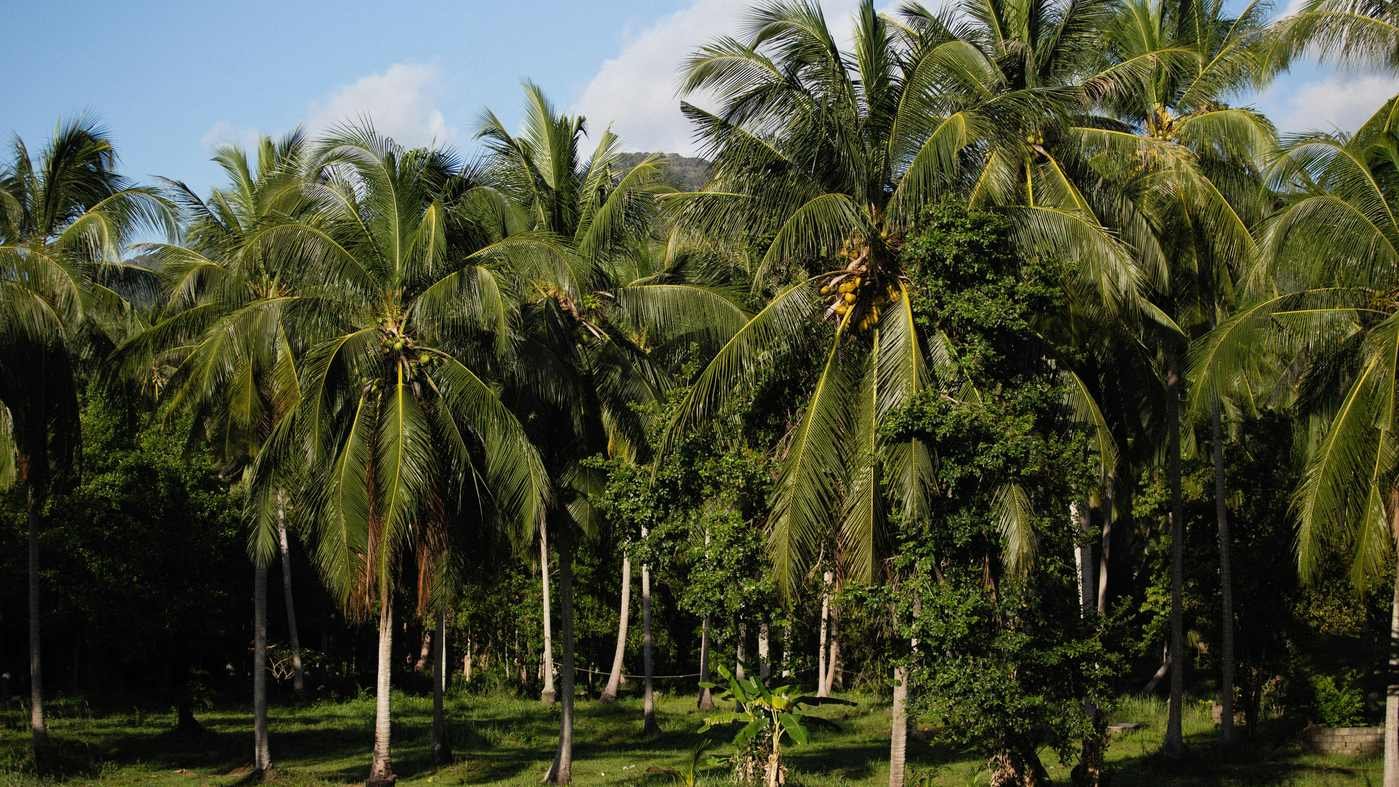 Exuberantes senderos botánicos rodeados de árboles tropicales centenarios y plantas exóticas en la histórica propiedad de The Kampong en Coconut Grove.